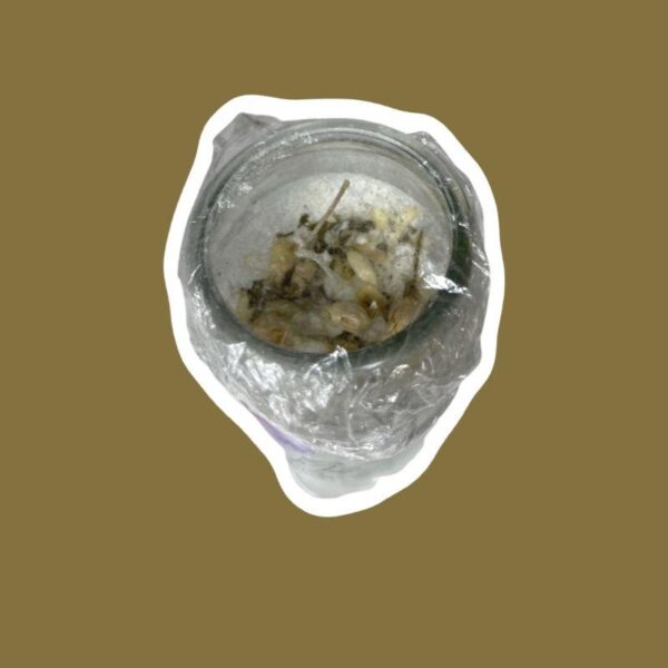 Abundance Spiritual Candle